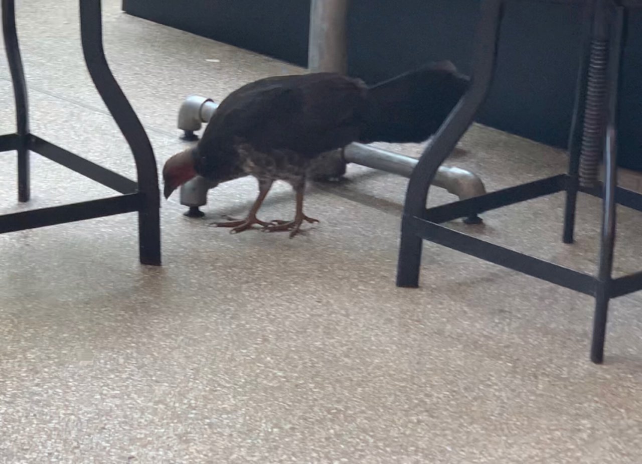 Brush-turkey in Big City Birds App spotted by John Martin on 03.02.2021