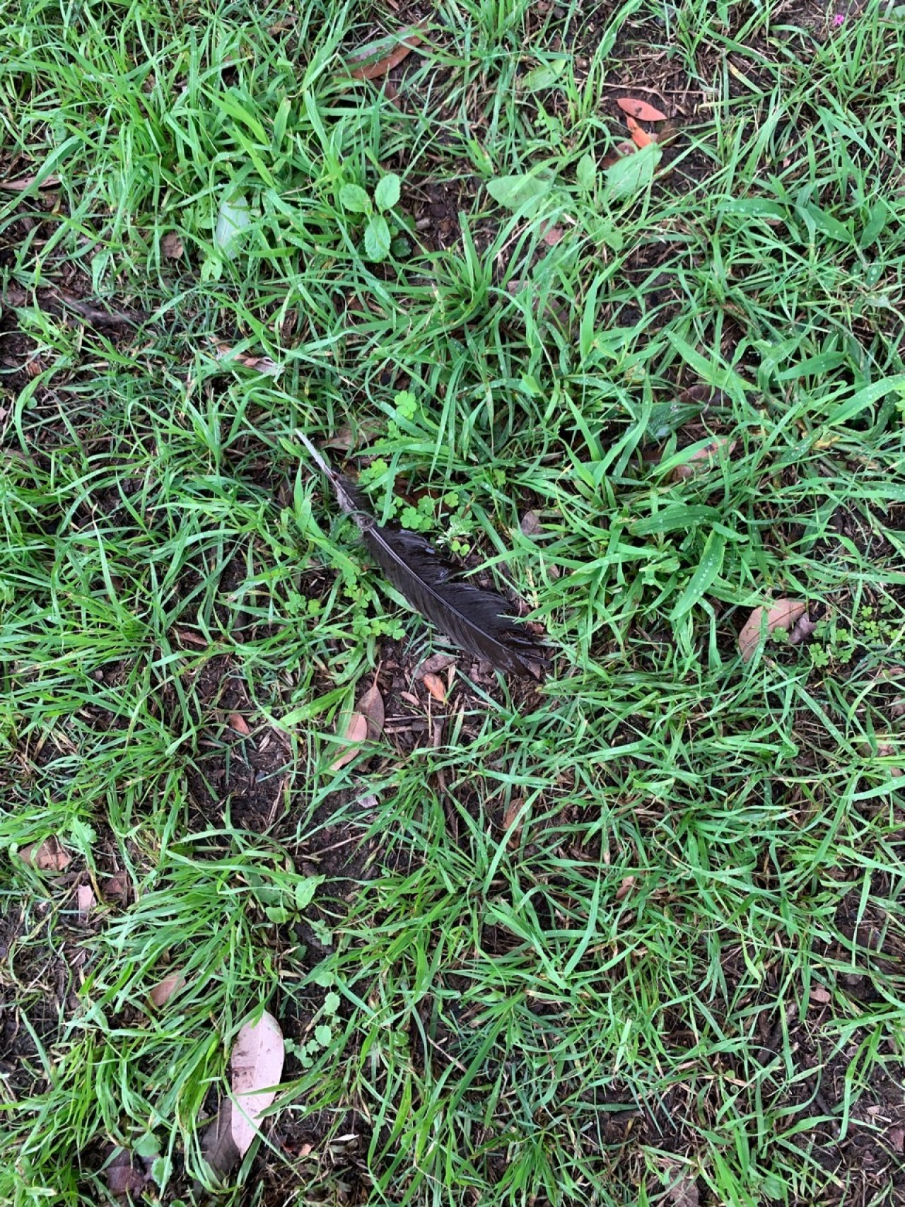 traces in BrushTurkeys App spotted by Sean Serduk on 02.01.2021