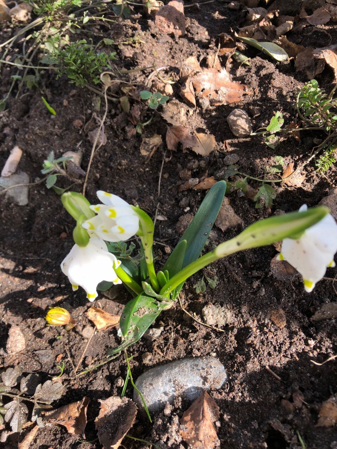 Eine andere krautige Art in Naturkalender App spotted by Magdalena Knoll on 25.02.2021