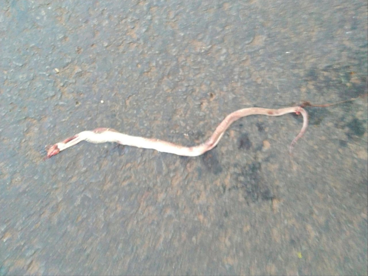 Schlange in Roadkill App spotted by Nikhil17 on 11.01.2021