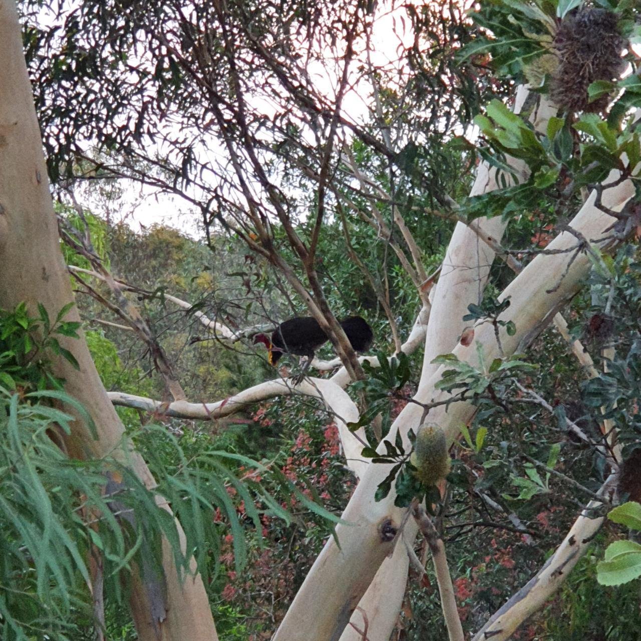 birds in BrushTurkeys App spotted by KieranMc on 12.12.2020