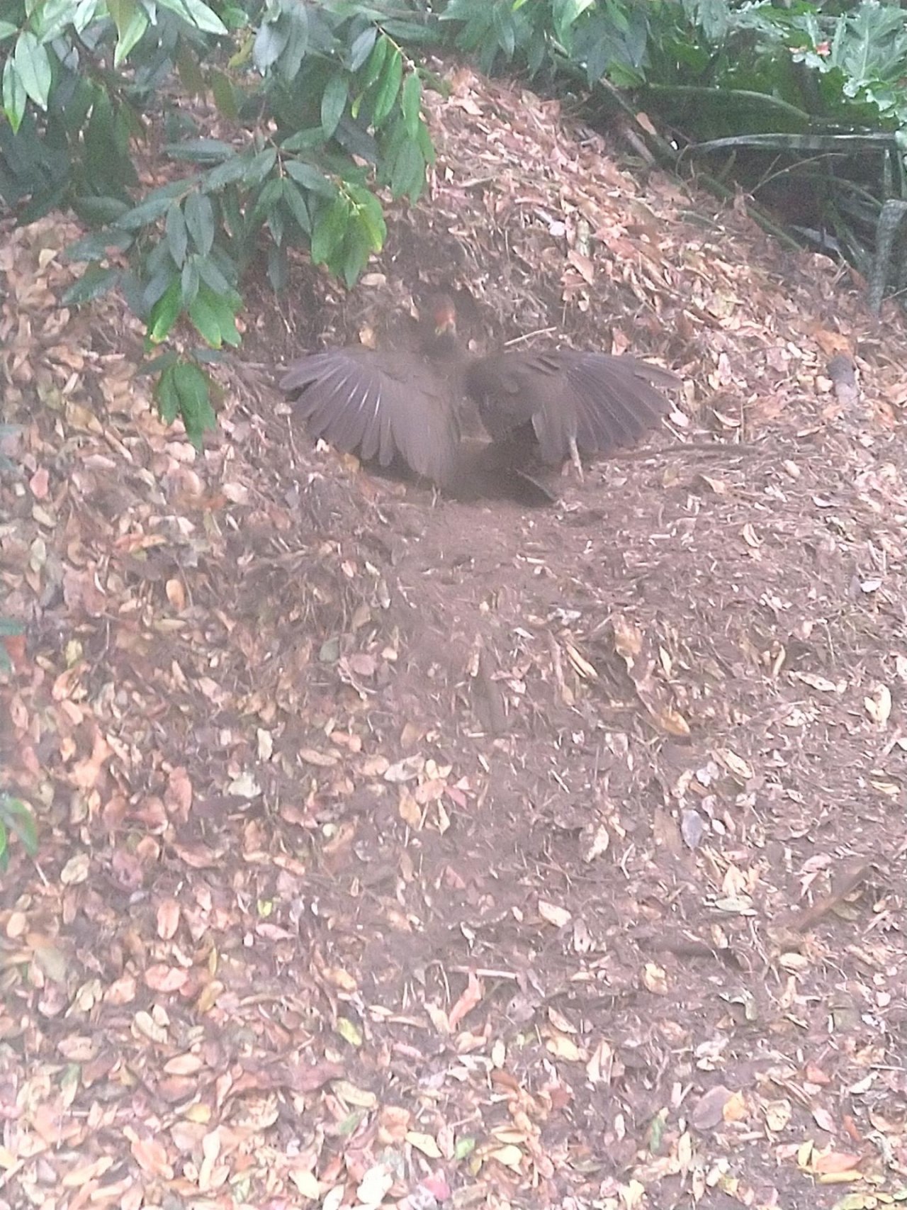 Brush-turkey in Big City Birds App spotted by Kevan Jones on 12.12.2020