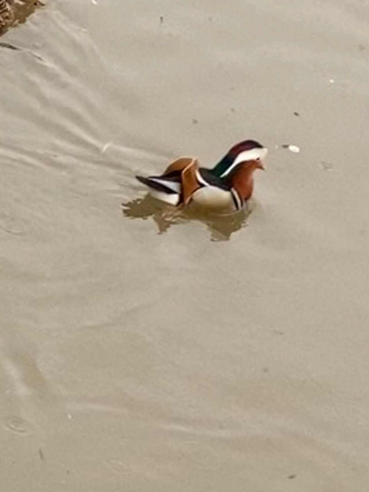 Eine andere Art in Naturkalender Oberösterreich App spotted by Maximilian Steingruber on 05.02.2021