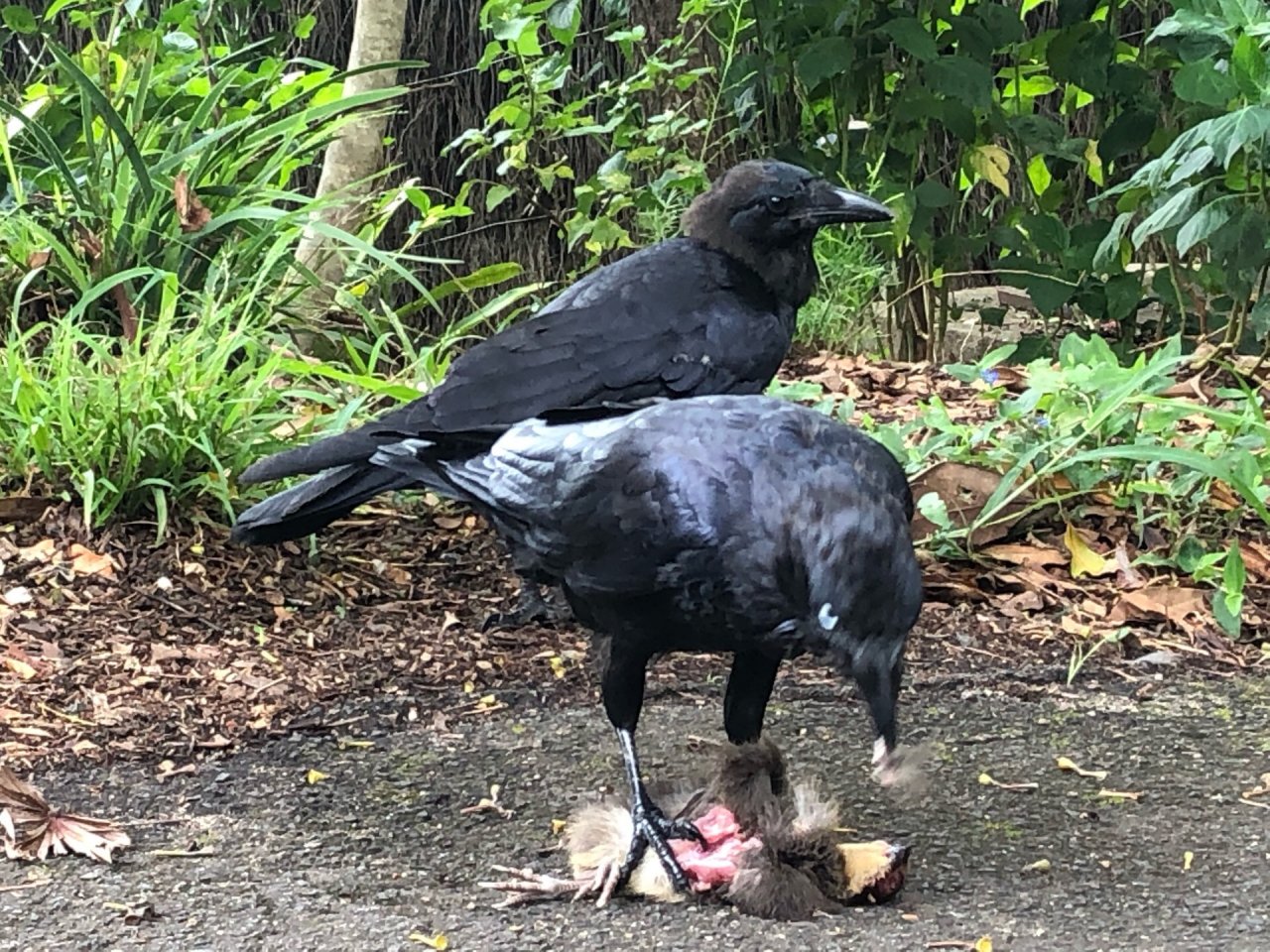 Brush-turkey in Big City Birds App spotted by Joey Clarke on 06.01.2021