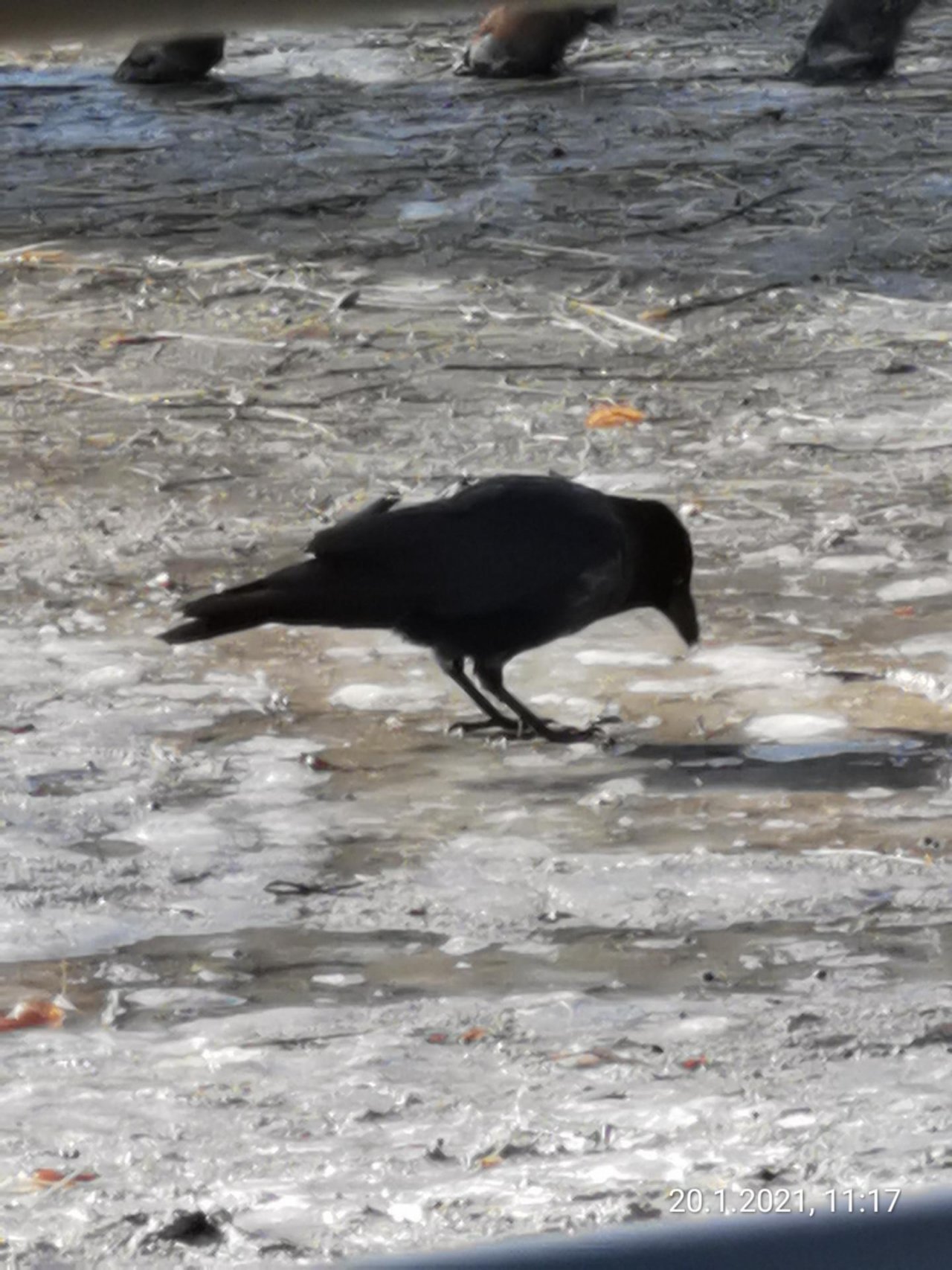 Carrion Crow in KraMobil App spotted by Felix Kollarz on 20.01.2021