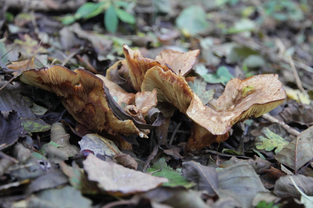 anderer Lamellenpilz (hell) in Pilzfinder App spotted by Helmling on 06.11.2020