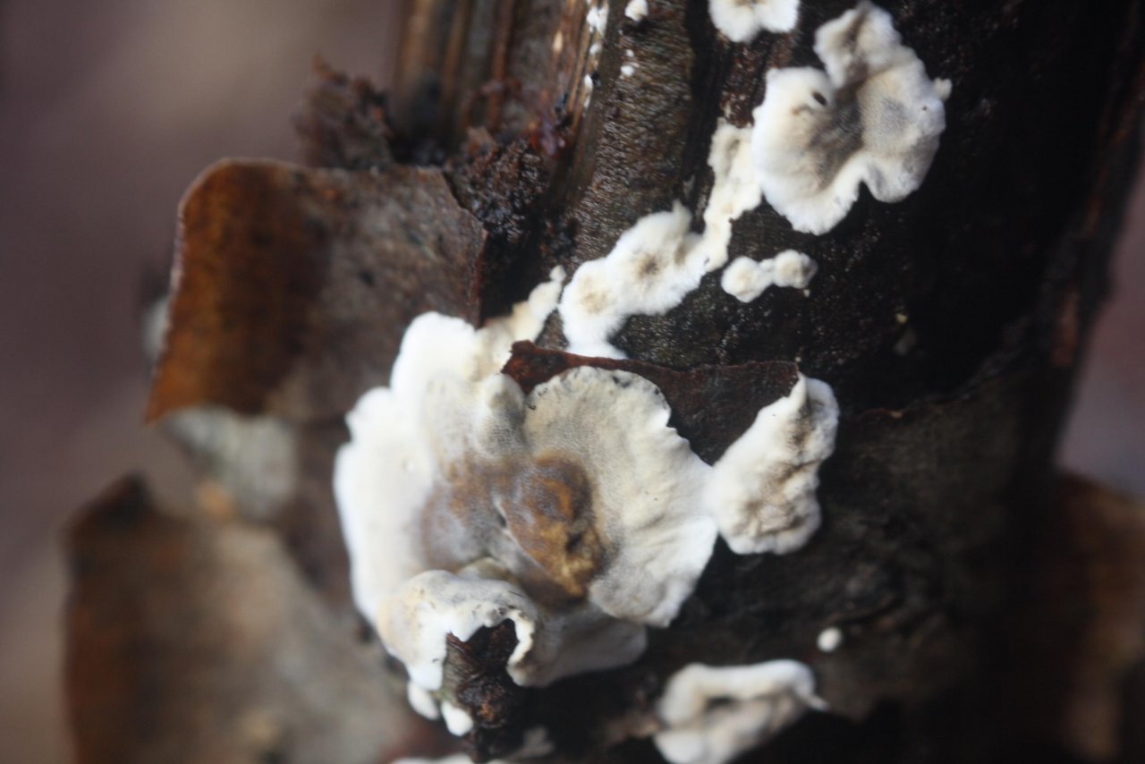 anderer Porling in Pilzfinder App spotted by Treitner on 12.12.2020