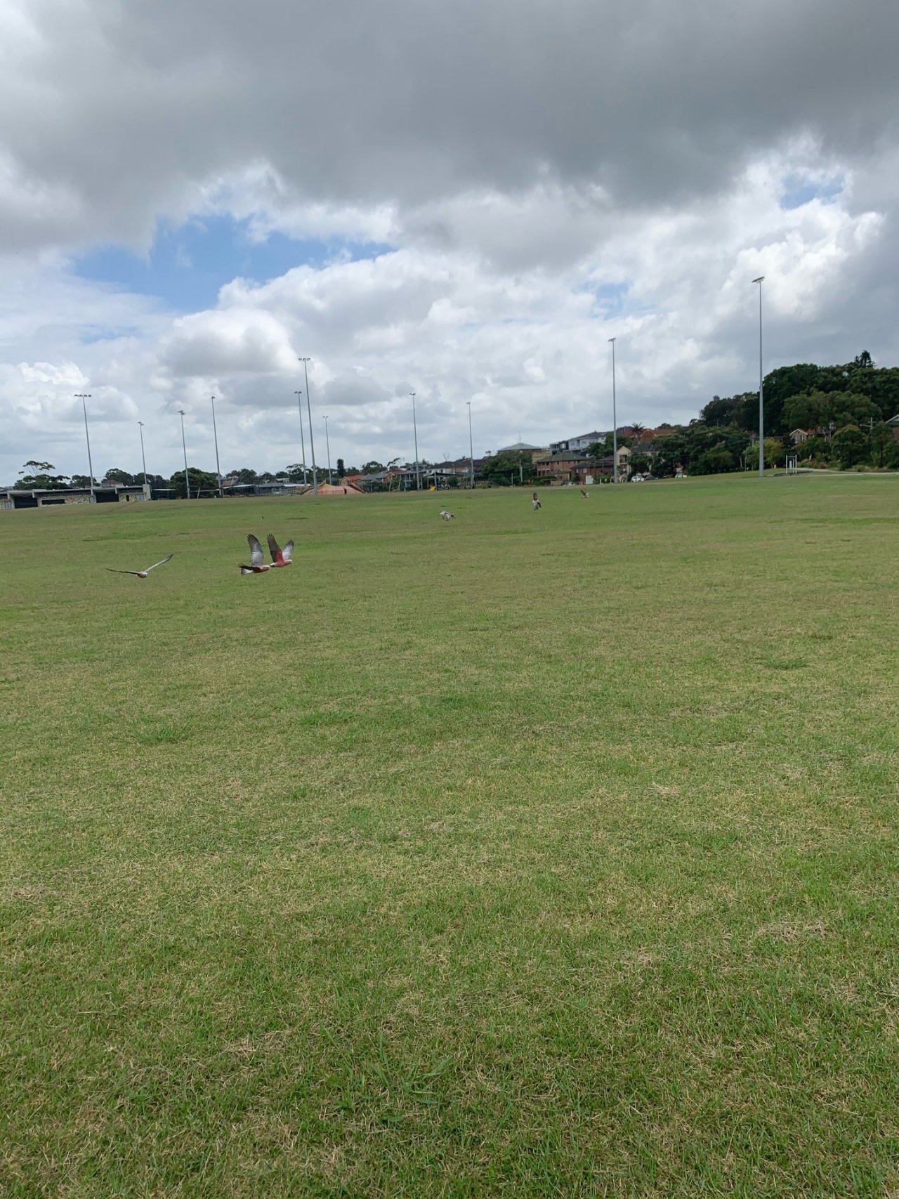 Other bird in Big City Birds App spotted by Sean Serduk on 02.02.2021