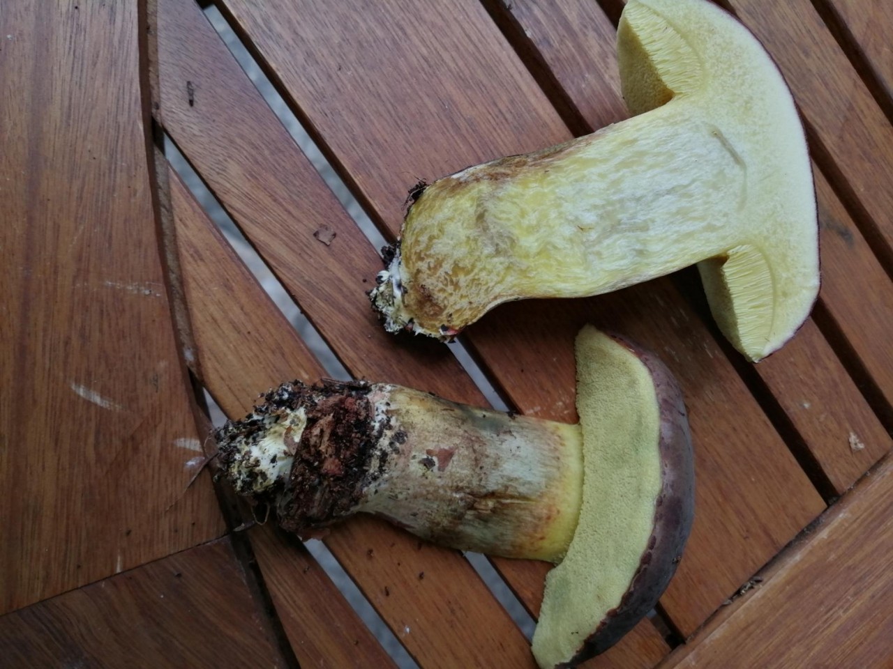 Sie waren überall. | Pilzfinder App | 26.10.2020