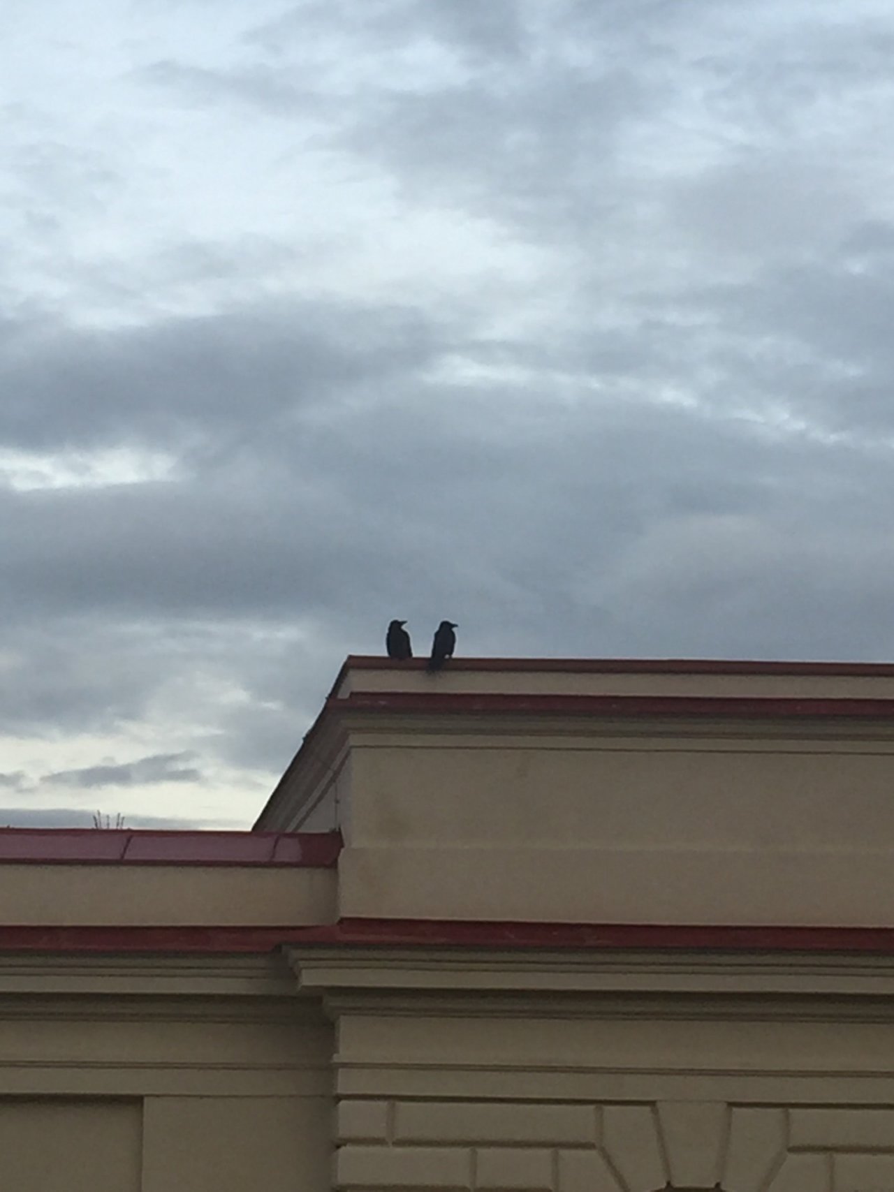 Carrion Crow in KraMobil App spotted by Katharina on 23.12.2020