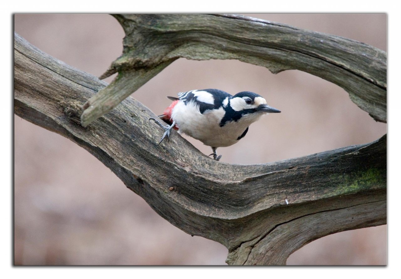 Animals in NatureSpots App spotted by Danny VG on 05.02.2021