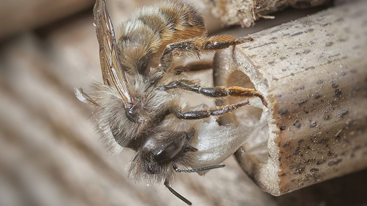 Abelha vermelha de pedreiro