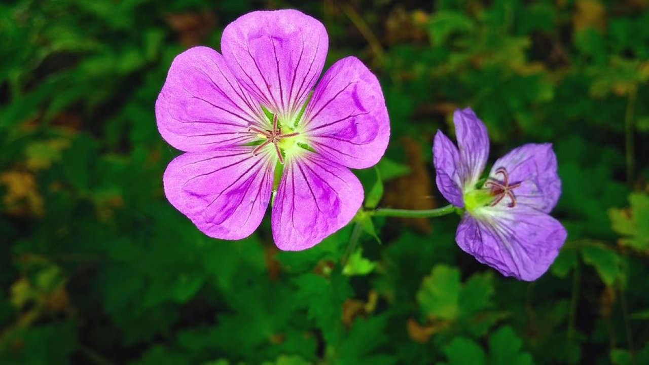 Bico de guindaste sangrento