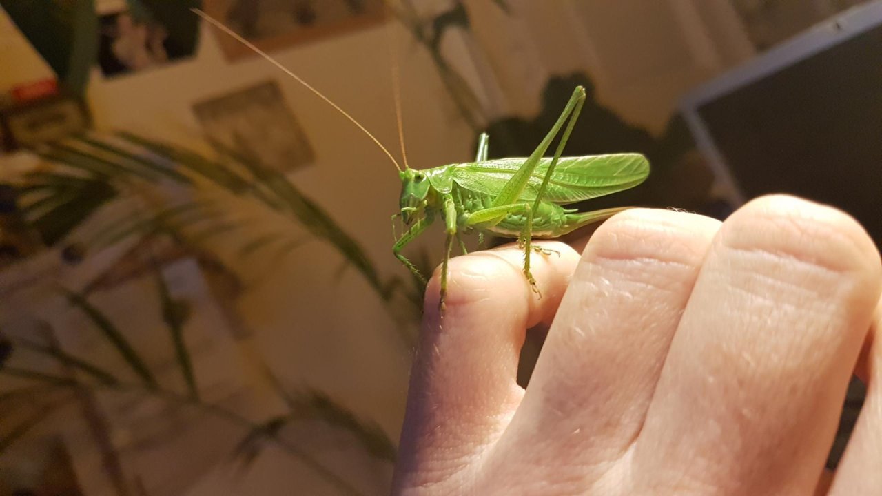 Animals in NatureSpots App spotted by Ka vonSeiten on 10.08.2020