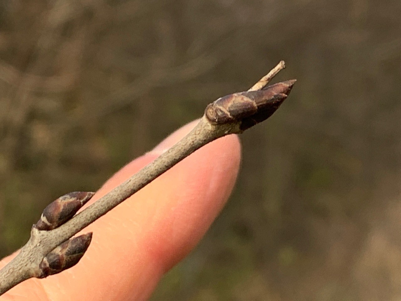 Knospen der entlaubten Feldulme | Naturkalender App | 09.12.2020