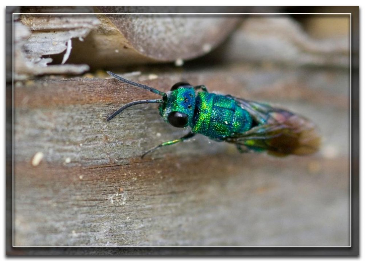 Animals in NatureSpots App spotted by Danny VG on 13.08.2016