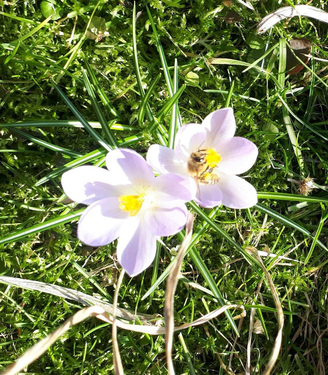 Eine andere Art in Naturkalender Oberösterreich App spotted by Karin Kohlmeise on 22.02.2021