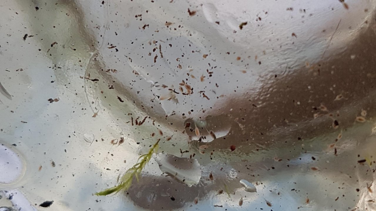 Animals in NatureSpots App spotted by Ka vonSeiten on 27.01.2021