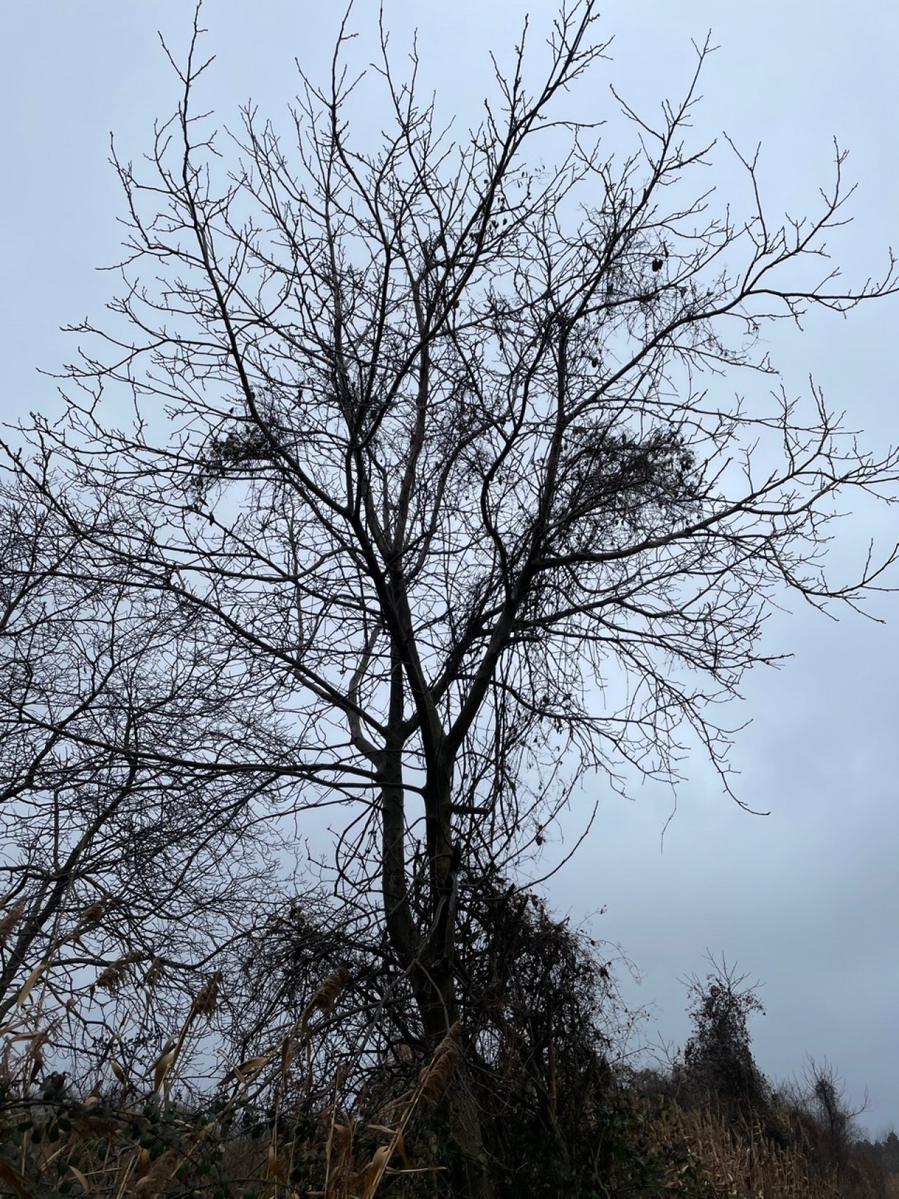 Eine andere Baumart in Naturkalender App spotted by Franz on 19.12.2020