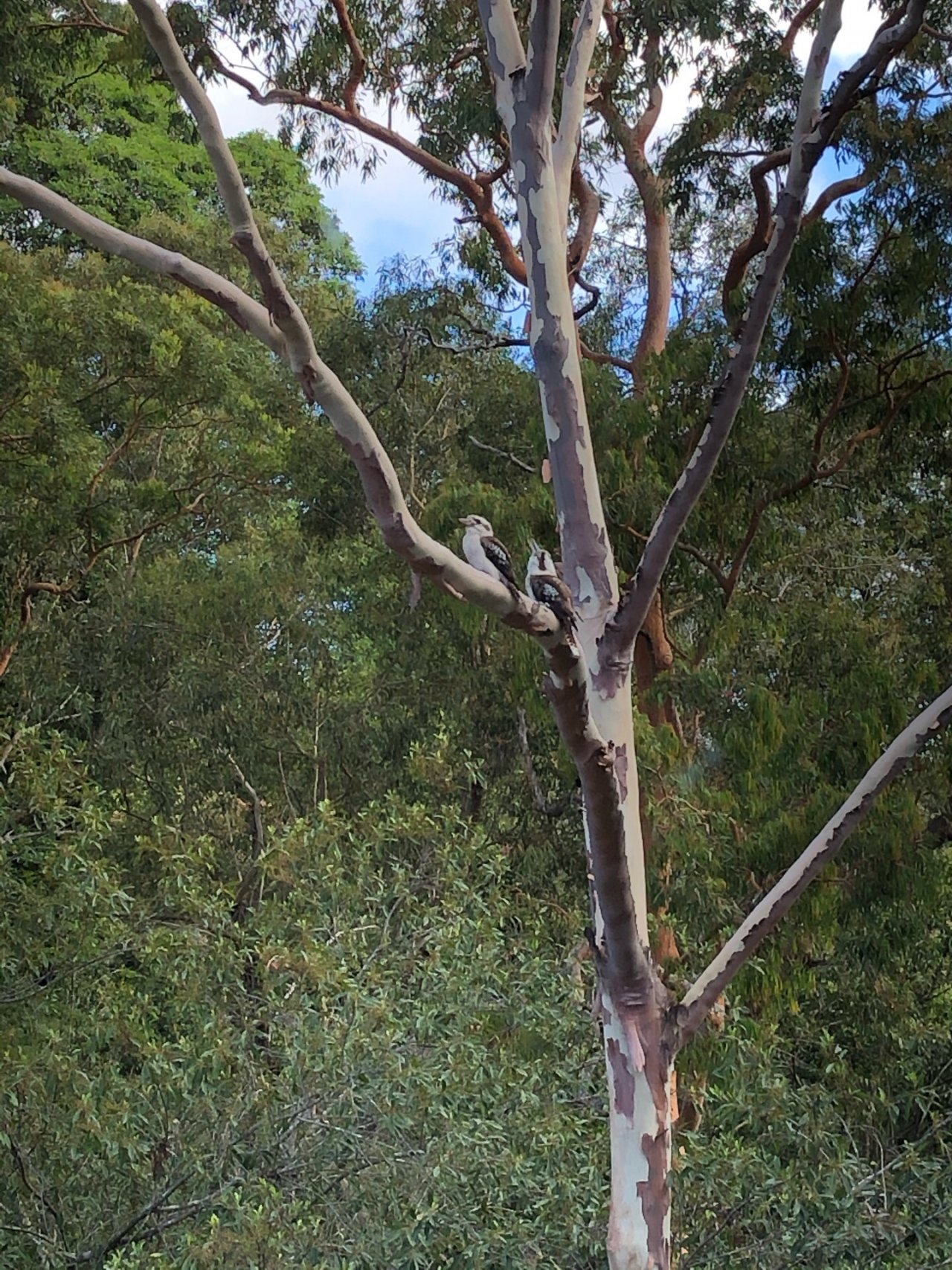 Other bird in Big City Birds App spotted by Apspaa on 13.12.2020