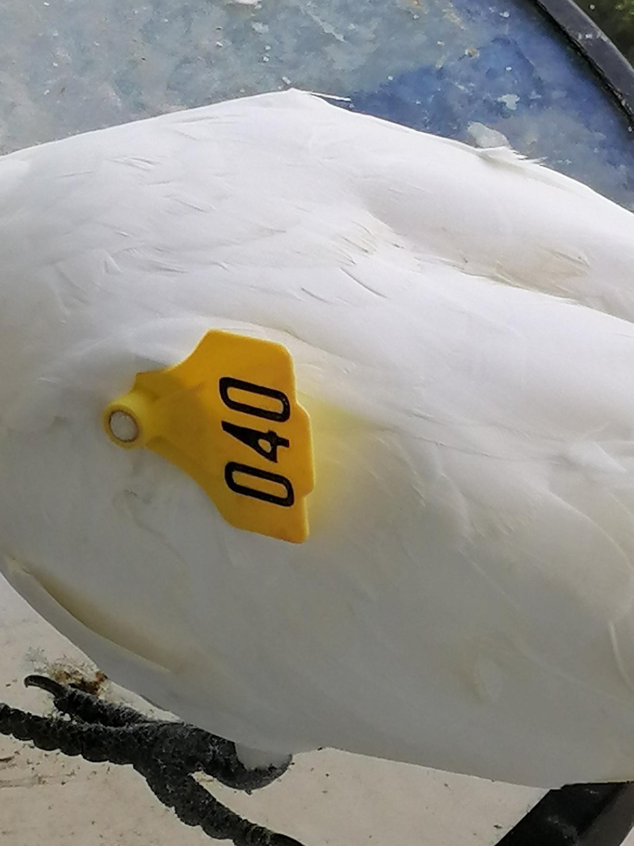 Sulphur-crested Cockatoo in Big City Birds App spotted by Loudboy on 12.12.2020