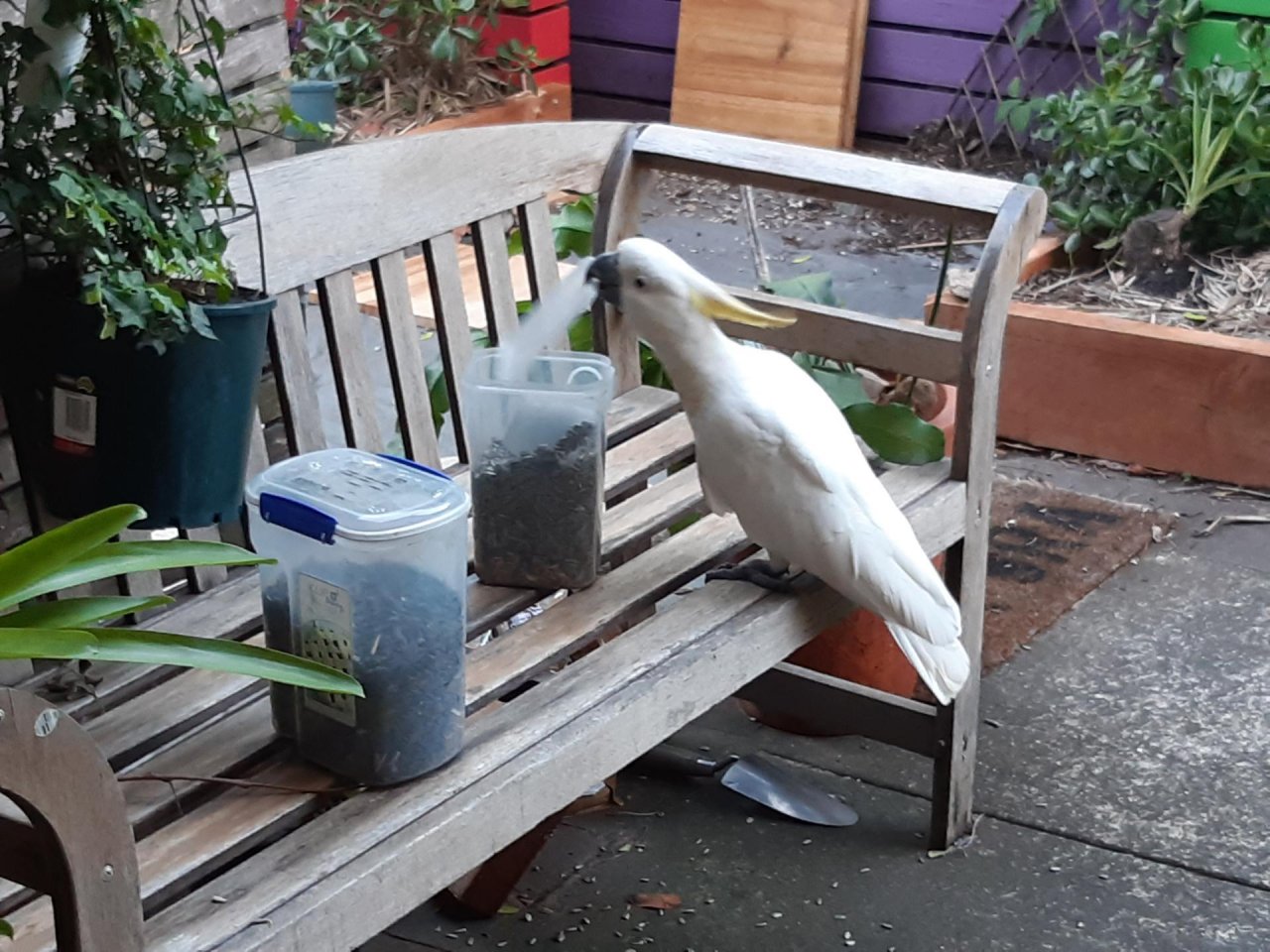 Sulphur-crested Cockatoo in Big City Birds App spotted by Feather on 17.12.2020
