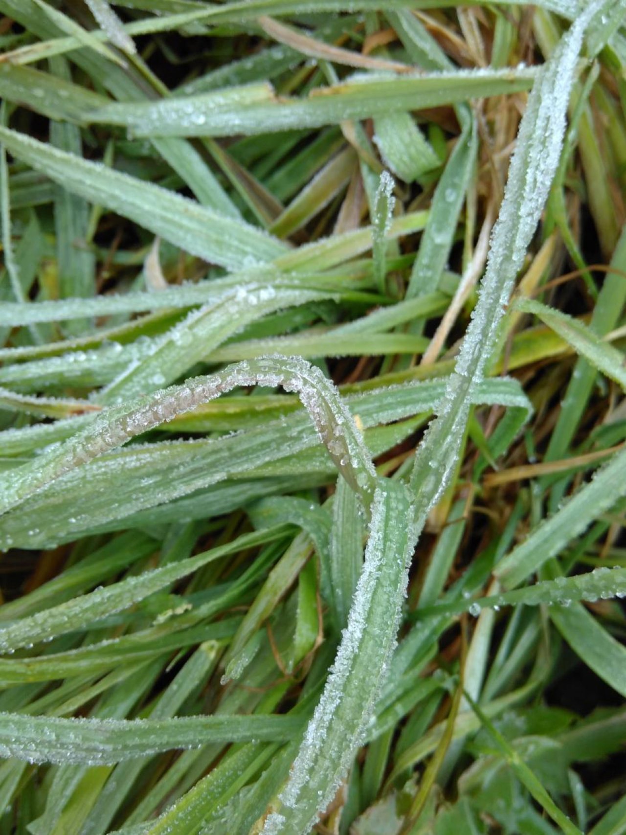 Bodenfrost in Naturkalender App spotted by Doris Stampfer on 15.12.2020