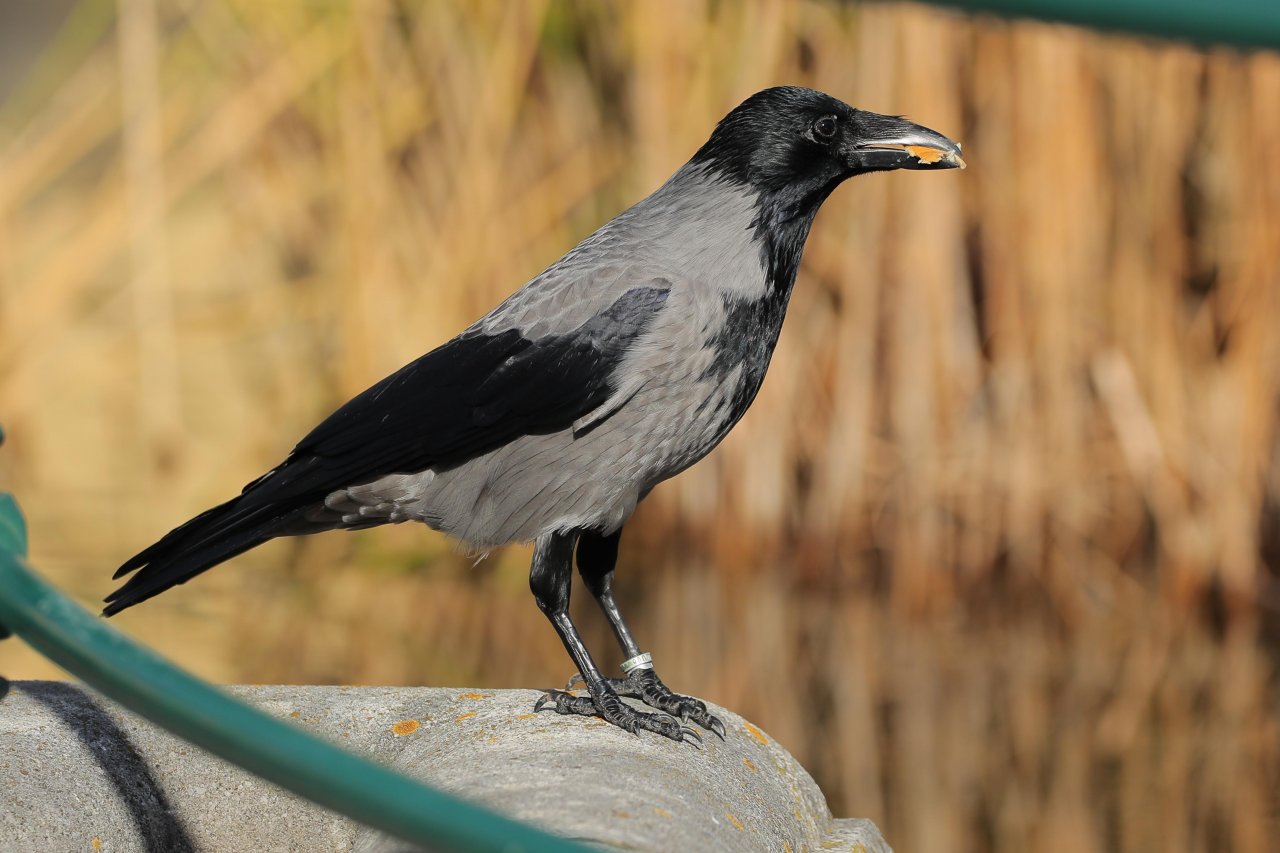 Hooded Crow in KraMobil App spotted by Gjafall on 18.02.2021
