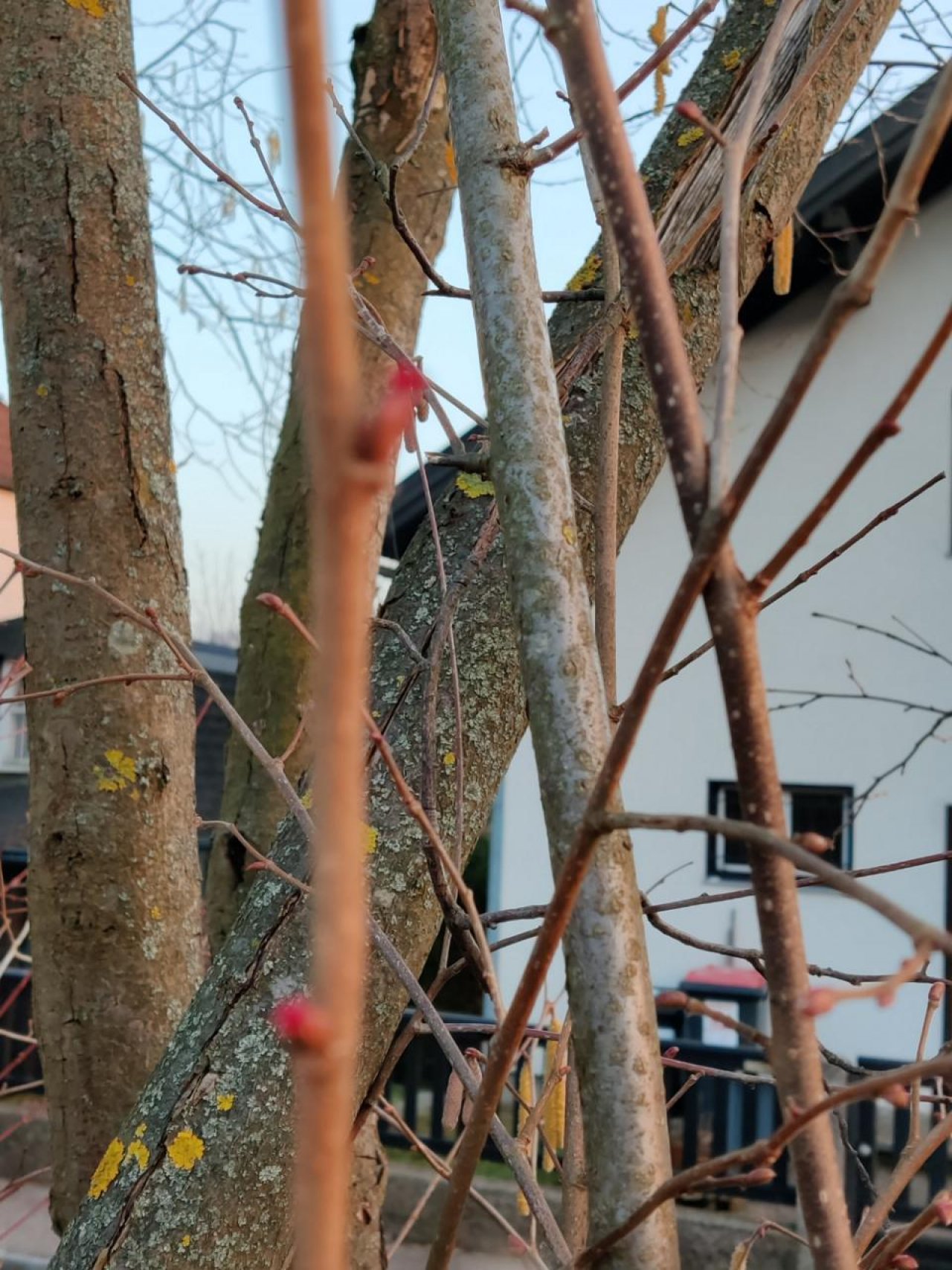 Haselstrauch in Naturkalender App spotted by Susi on 25.02.2021