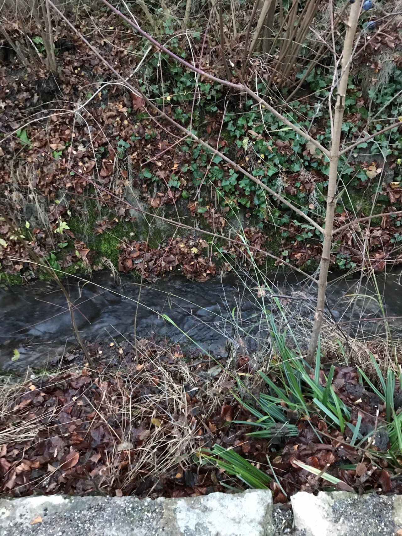 virtual scale in CrowdWater App spotted by Kantonsschule Baden on 13.12.2020