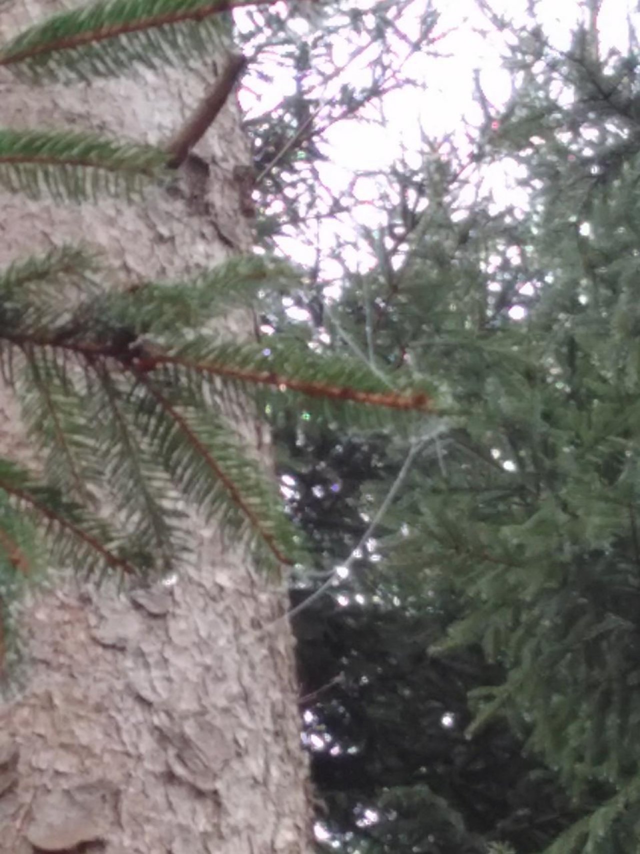 Reif in Naturkalender App spotted by Doris Stampfer on 19.12.2020