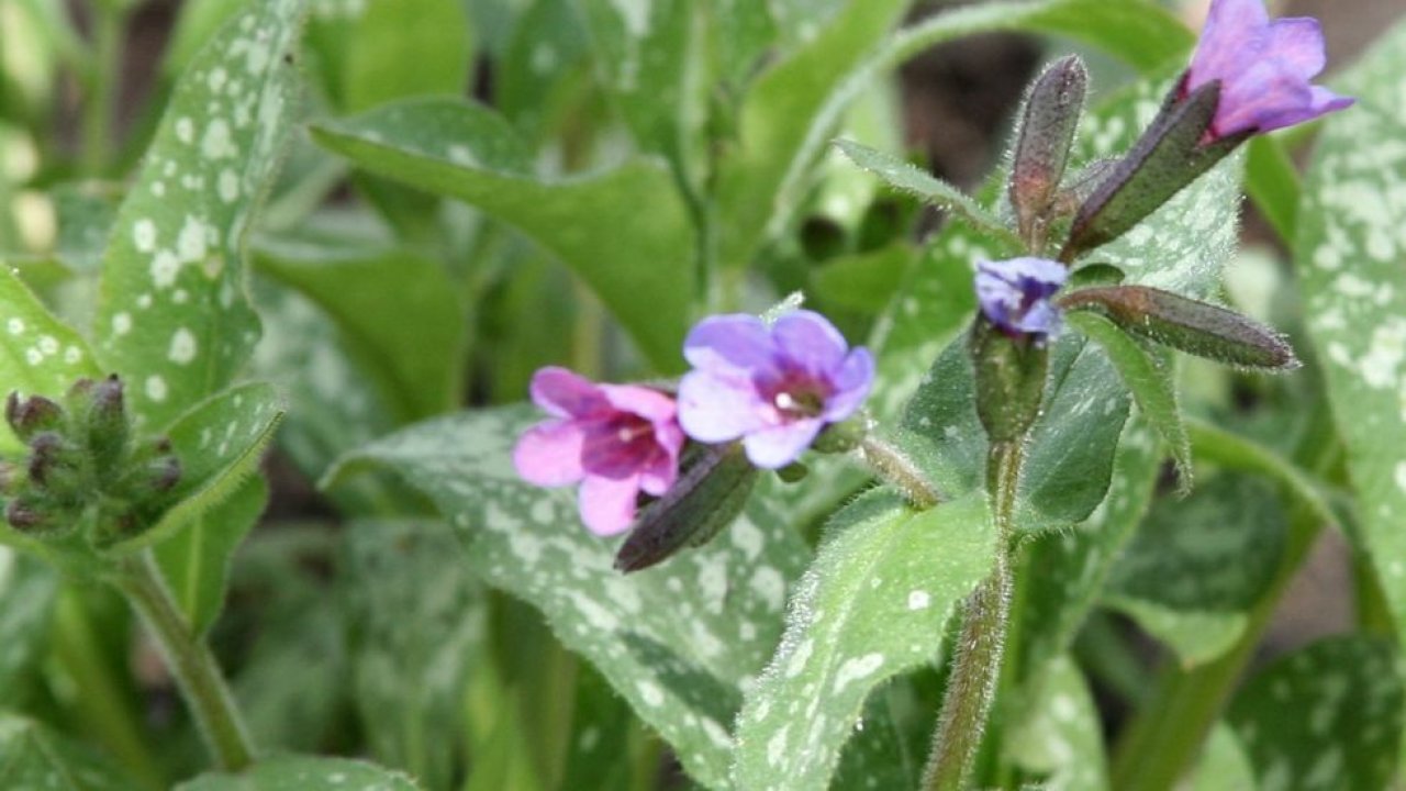 Pulmonária Pulmonaria