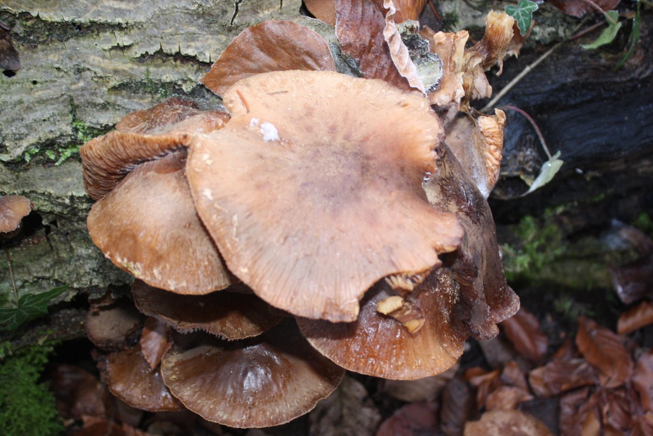 Dunkelschuppiger Hallimasch in Pilzfinder App spotted by Treitner on 19.12.2020