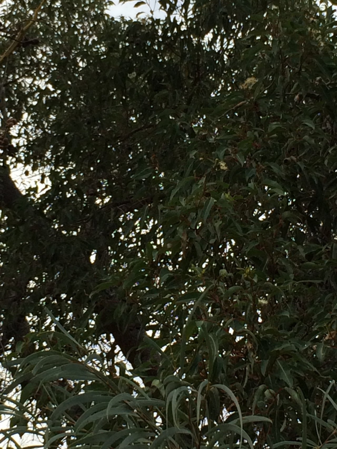 Marri in ClimateWatch App spotted by JHenderson on 10.03.2021