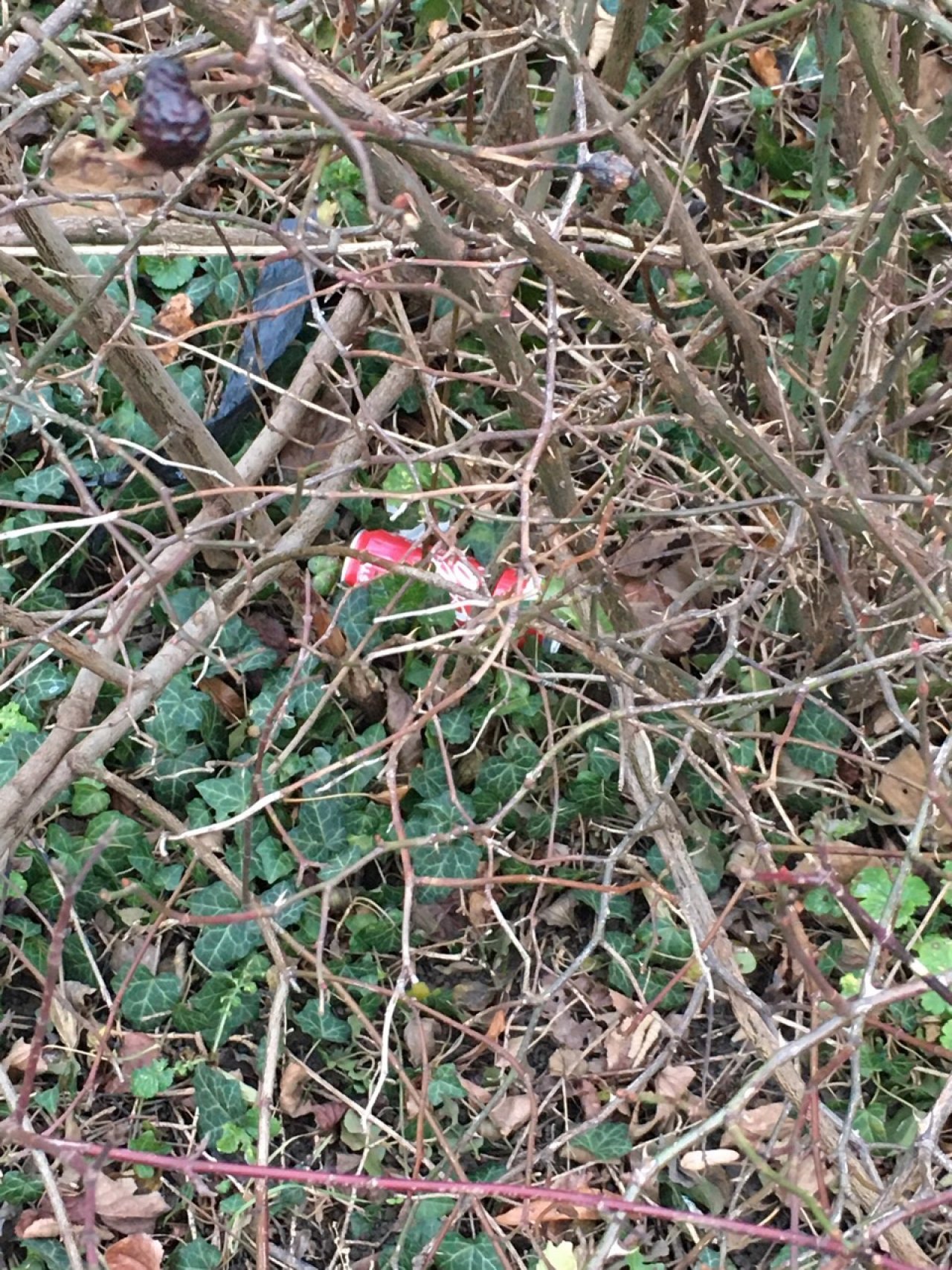 litter in DRECKSPOTZ | GLOBAL 2000 App spotted by DominikF on 13.12.2020