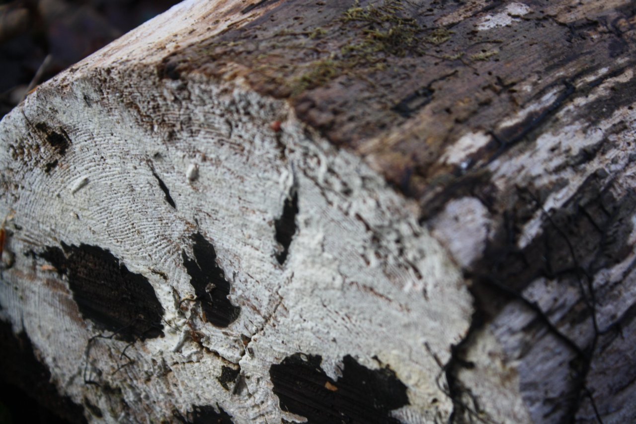 anderer Schichtpilz in Pilzfinder App spotted by Treitner on 12.12.2020