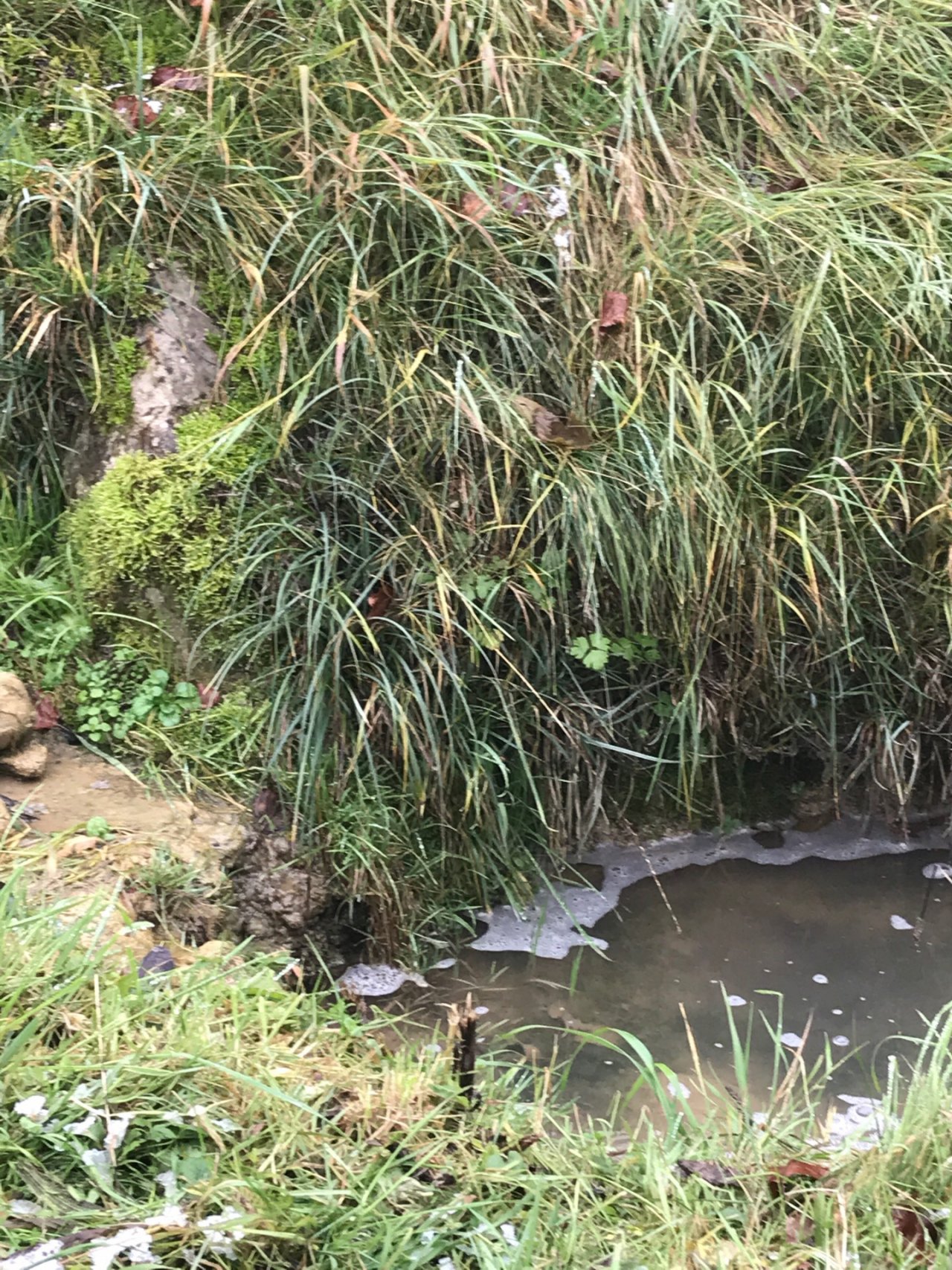 virtual scale in CrowdWater App spotted by TrishaBharath on 04.12.2020