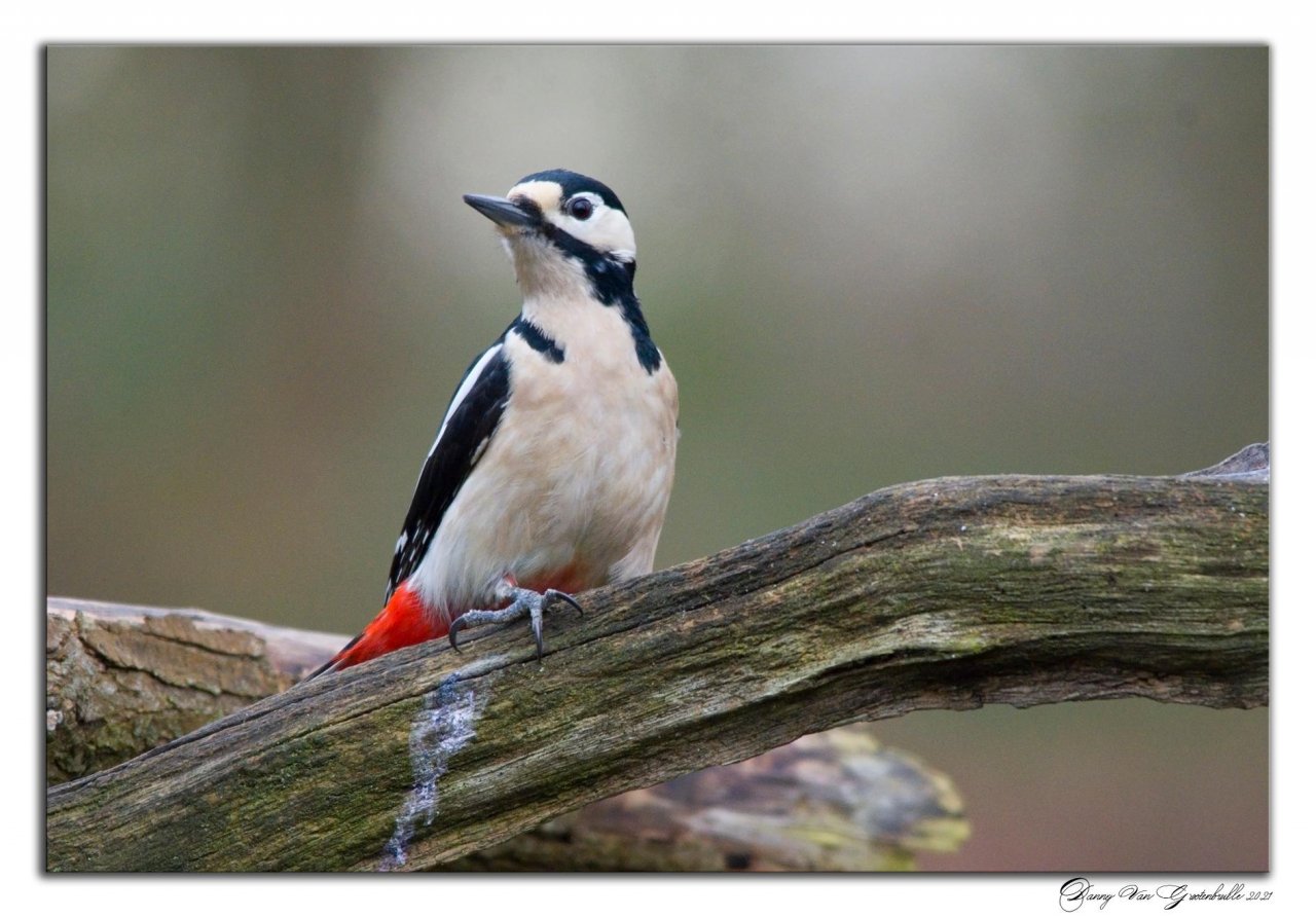 Animals in NatureSpots App spotted by Danny VG on 01.02.2021