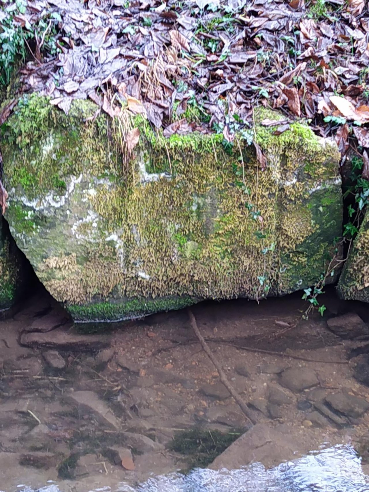 physical scale in CrowdWater App spotted by NoahatArk on 16.12.2020