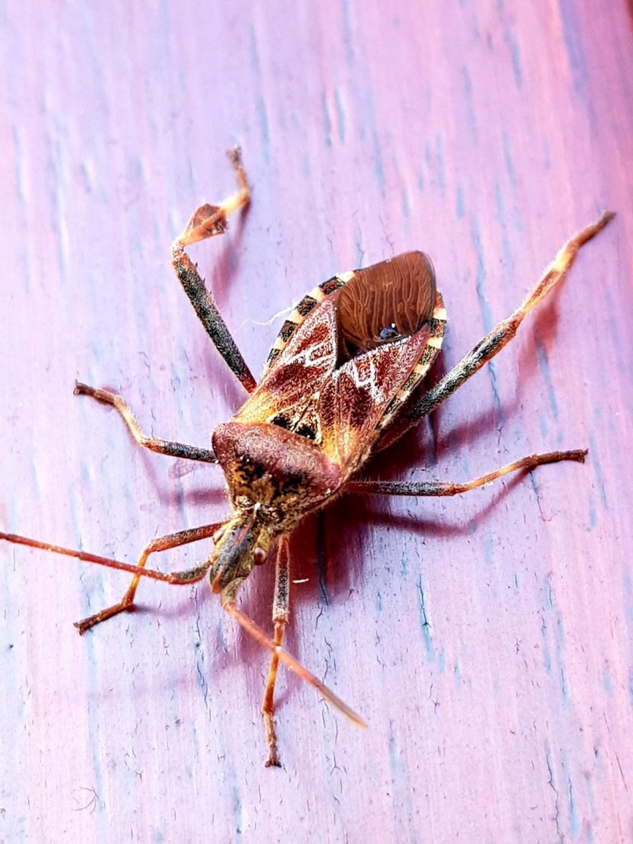 Eine andere Art in Naturkalender Oberösterreich App spotted by Edlelinde on 24.02.2021