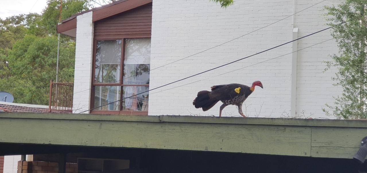 birds in BrushTurkeys App spotted by Mullo1 on 25.02.2021