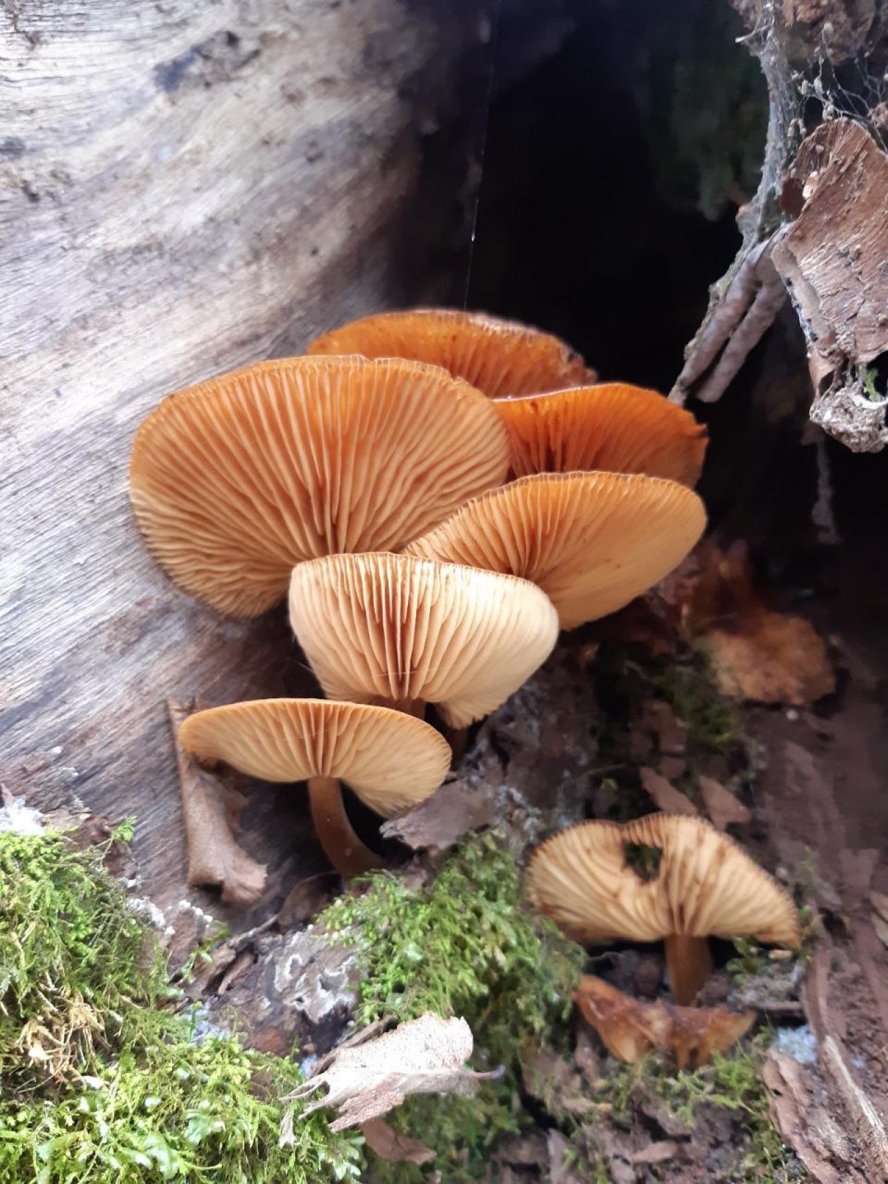 Samtfußrübling in Pilzfinder App spotted by Sebastian Richter on 03.01.2021