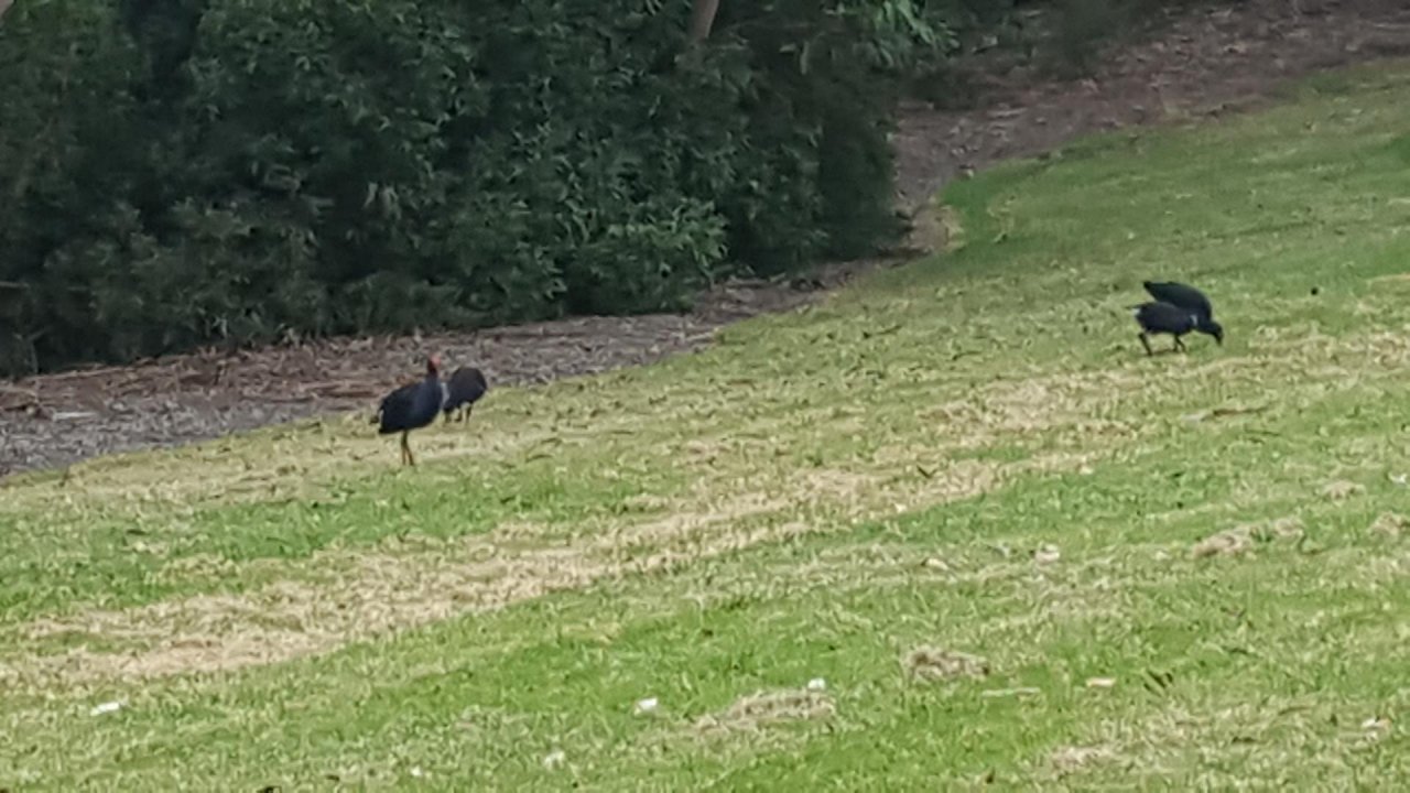 Dusky Moorhen in ClimateWatch App spotted by vnathan on 16.12.2020