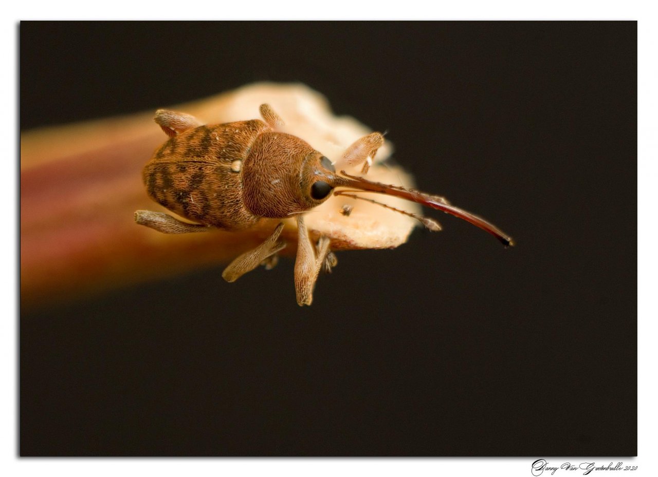 Animals in NatureSpots App spotted by Danny VG on 28.01.2021