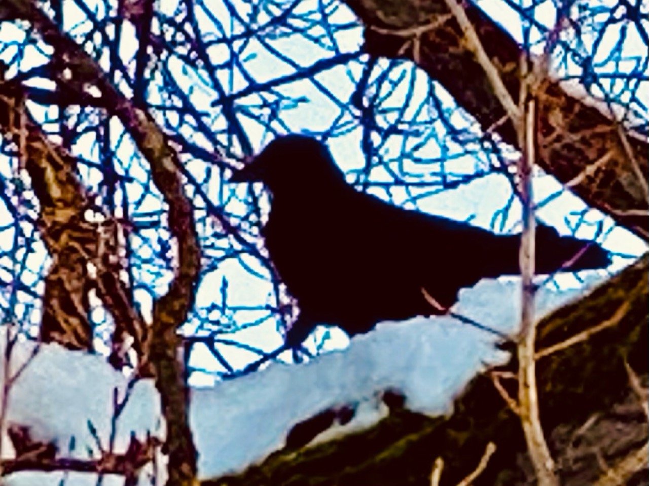 Eine andere Art in Naturkalender Oberösterreich App spotted by Fee on 10.01.2021