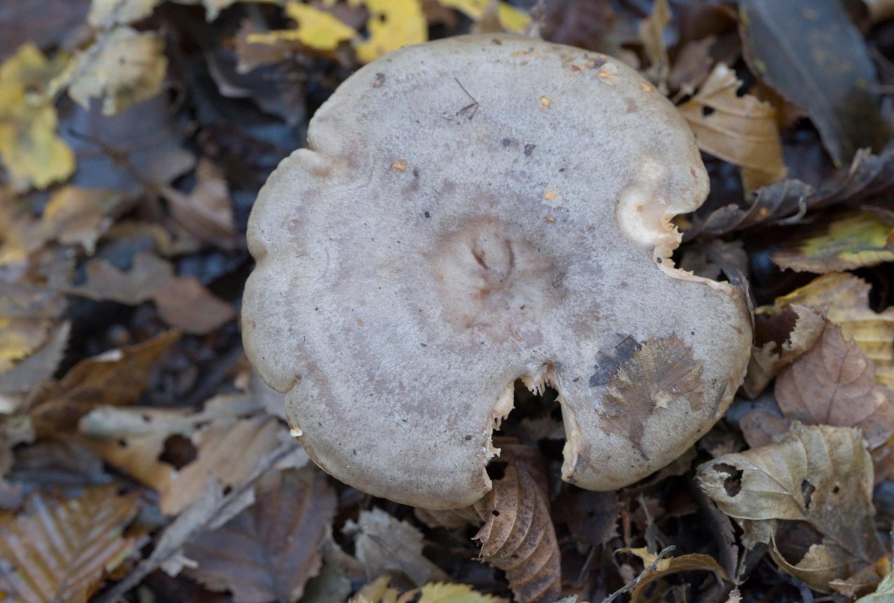 anderer Sprödblättler in Pilzfinder App spotted by Danny VG on 02.11.2020