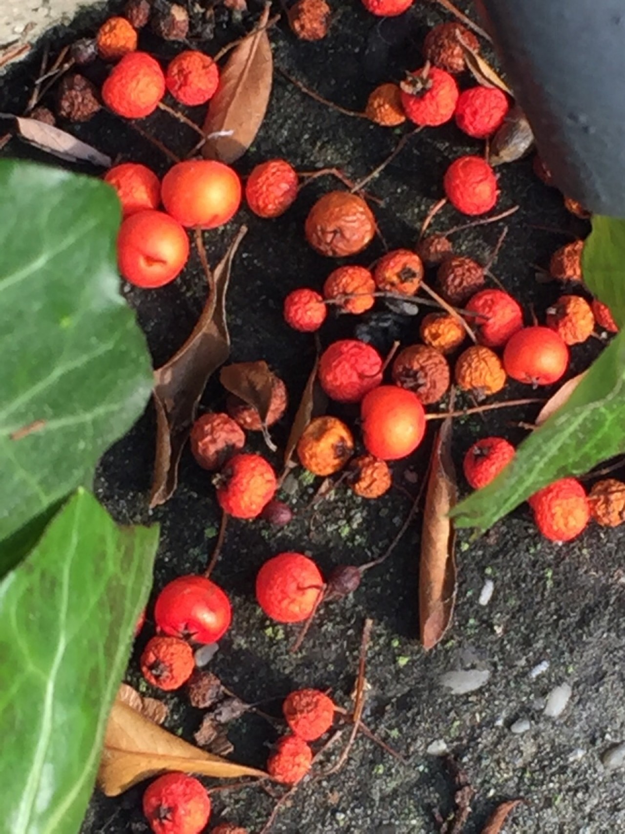 und ab und zu sieht man noch ein sehr farbenprächtiges
früchte - 