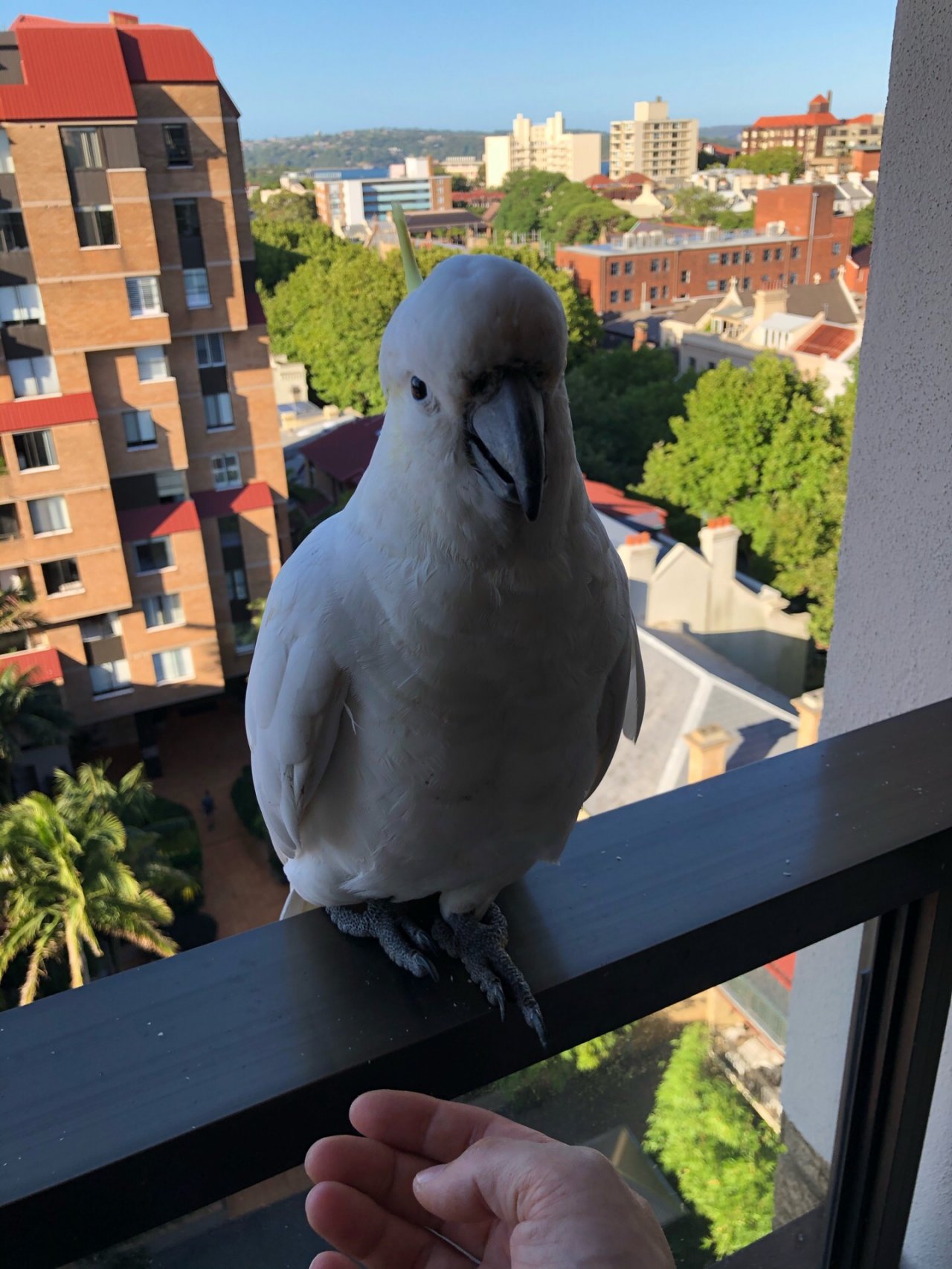 Sulphur-crested Cockatoo in Big City Birds App spotted by Philipp on 13.01.2021