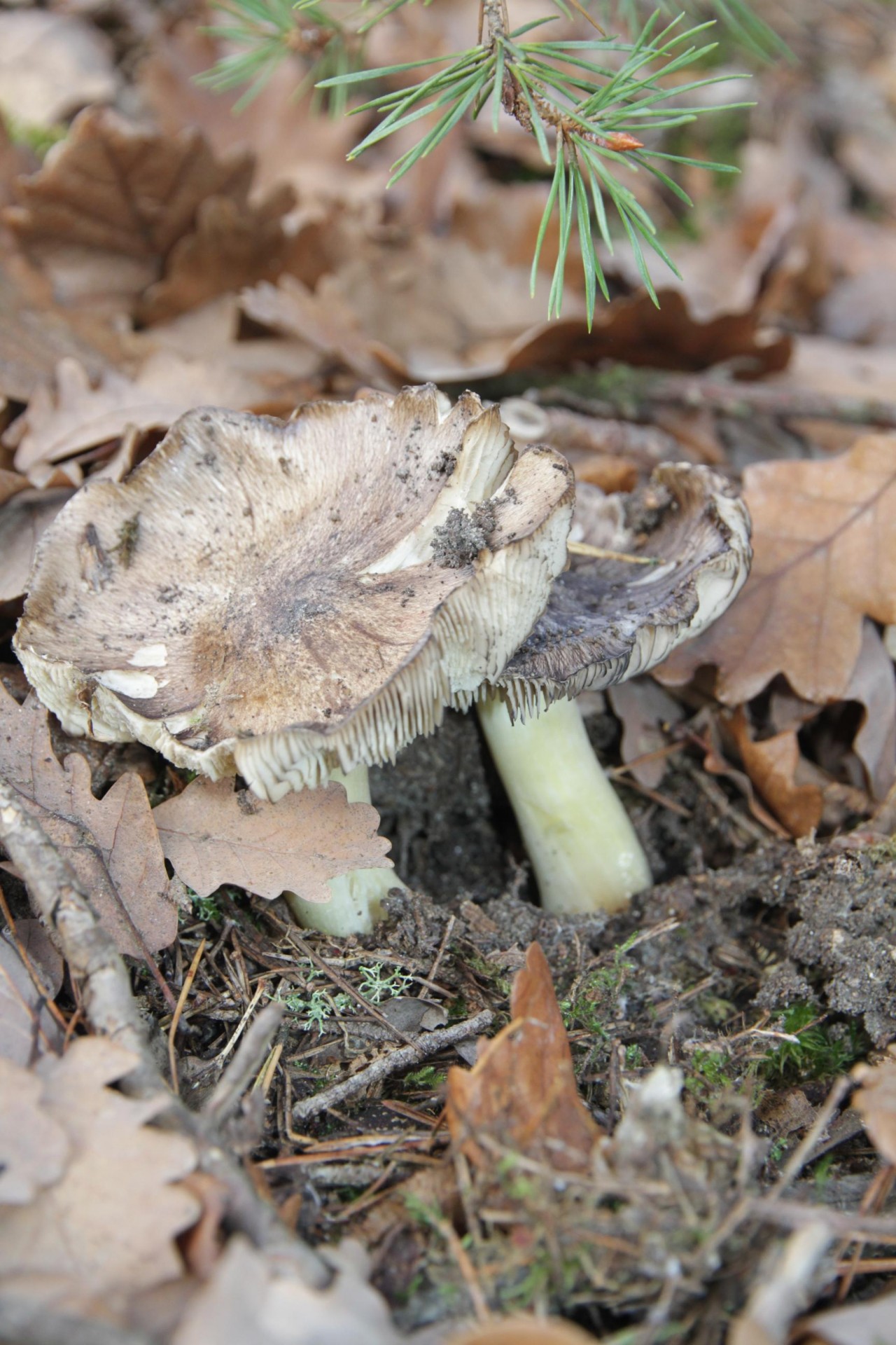 Rotföhre und Eiche, sehr flachgründig; Stiel mit einem Hauch von Gelb | 