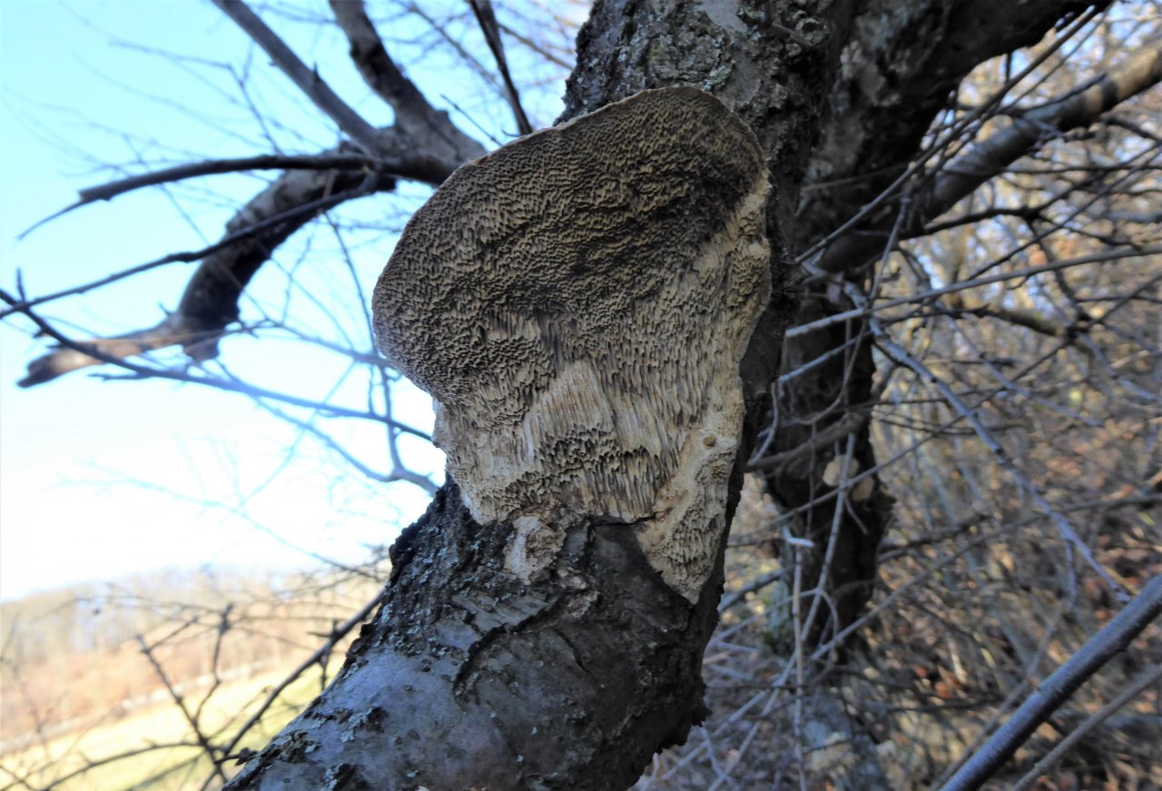 anderer Porling in Pilzfinder App spotted by Othmar Horak on 26.12.2020